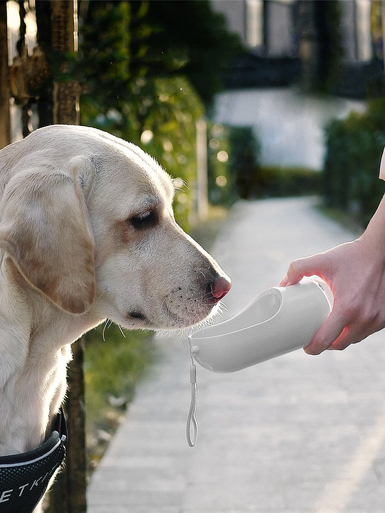 Outdoor Drinking And Feeding Fountain