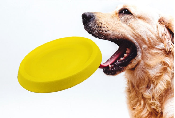 Dogs Throwing Plastic Toy